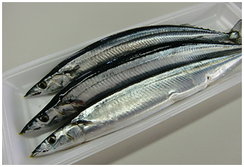 秋刀魚の画像
